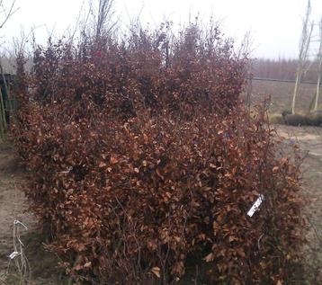 Beuken voor Haag Fagus sylvatica 40 tm 150cm Groen beschikbaar voor biedingen