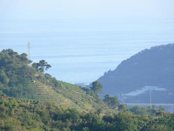Paradijselijk grondstuk+ruïne en olijfbomen in Dolceacqua IT beschikbaar voor biedingen