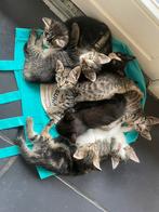 Europese korthaar kittens zoeken een nieuw baasje, Dieren en Toebehoren, Katten en Kittens | Raskatten | Korthaar, Meerdere dieren