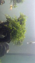 Weeping mos, Dieren en Toebehoren, Ophalen of Verzenden, Plant(en), Steen of Hout