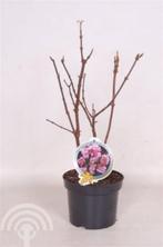 Viburnum bodnantense Charles Lamont' Sneeuwbal winterbloeier, Tuin en Terras, Overige soorten, Vaste plant, Ophalen of Verzenden