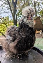 Usa zijdehoenders hennen zijdeveer en frizzle kippen, Dieren en Toebehoren, Pluimvee, Vrouwelijk, Kip