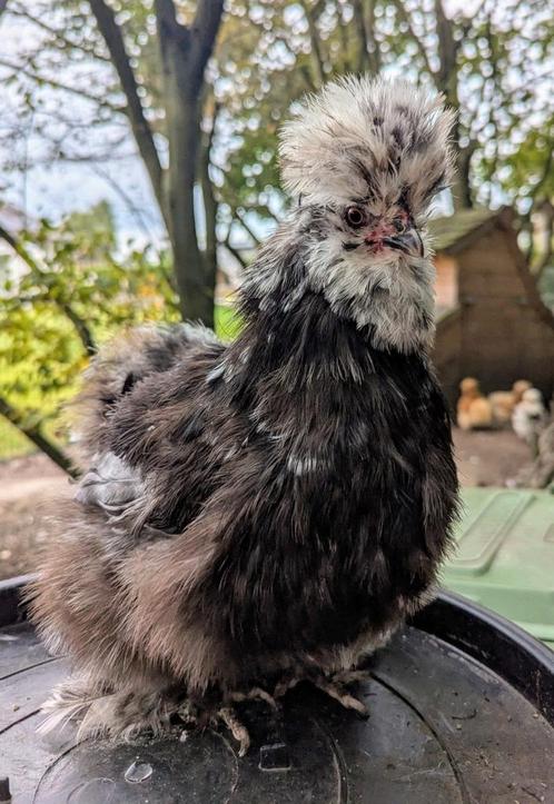 Usa zijdehoenders hennen zijdeveer en frizzle kippen, Dieren en Toebehoren, Pluimvee, Kip, Vrouwelijk