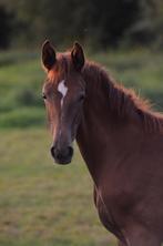 Stalhulp gezocht., Diensten en Vakmensen, Dieren | Paarden | Verzorging, Oppas en Les, Stalling of Weidegang