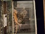 Wimpergekko, Overige soorten, Met terrarium, 0 tot 2 jaar