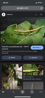 Wandelende takken, Wandelende tak
