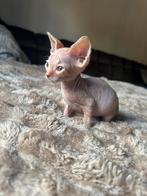 Rode- lieve Sphynx kitten, Dieren en Toebehoren, Katten en Kittens | Raskatten | Korthaar, Kater, Met stamboom, 0 tot 2 jaar