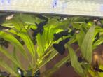 zelfgekweekte guppy’s (Black Moscow  blauwe variant), Dieren en Toebehoren, Vissen | Aquariumvissen, Vis