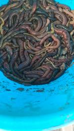 Gezouten zeepieren  afhalen in bergen.op zoom, Watersport en Boten, Ophalen of Verzenden