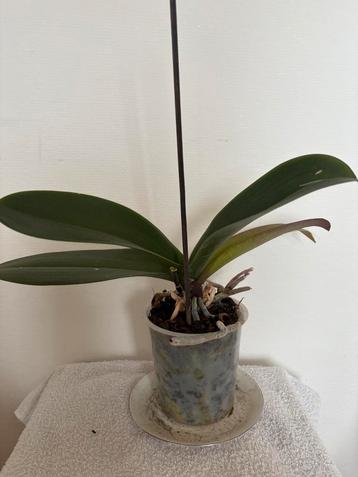 Orchidee Phalaenopsis. Gaat wit bloeien beschikbaar voor biedingen