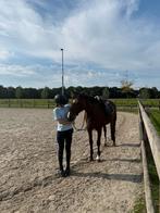 Verzorger/bijrijder aangeboden, Dieren en Toebehoren, Ophalen, Nieuw