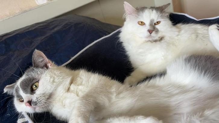 Prachtige Katten - Kruising Noorse Boskat Europese Korthaar, Dieren en Toebehoren, Katten en Kittens | Raskatten | Langhaar, Kater