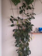 Hoya, Ophalen of Verzenden