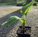 Hosta plantaginea ‘Grandiflora’, Vaste plant, Halfschaduw, Zomer, Ophalen