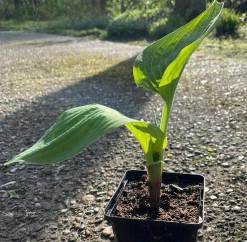 Hosta plantaginea ‘Grandiflora’, Tuin en Terras, Planten | Tuinplanten, Vaste plant, Overige soorten, Halfschaduw, Zomer, Ophalen