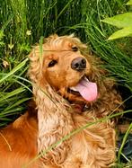 Engelse cocker spaniel Rood (ook wel blond of oranje genoemd, Dieren en Toebehoren, Particulier, 1 tot 2 jaar, Buitenland, Teef