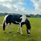 Prachtige Bonte E pony  merrie 9 jaar, Dieren en Toebehoren, 7 tot 10 jaar, Recreatiepony, Merrie, Gechipt