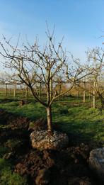 Struikvorm Kers Burlat 30 jaar, Ophalen, 250 tot 400 cm, Kersenboom, Lente