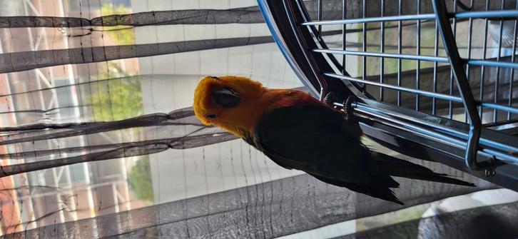 Zonneparkiet, Dieren en Toebehoren, Vogels | Parkieten en Papegaaien, Parkiet, Mannelijk, Tam