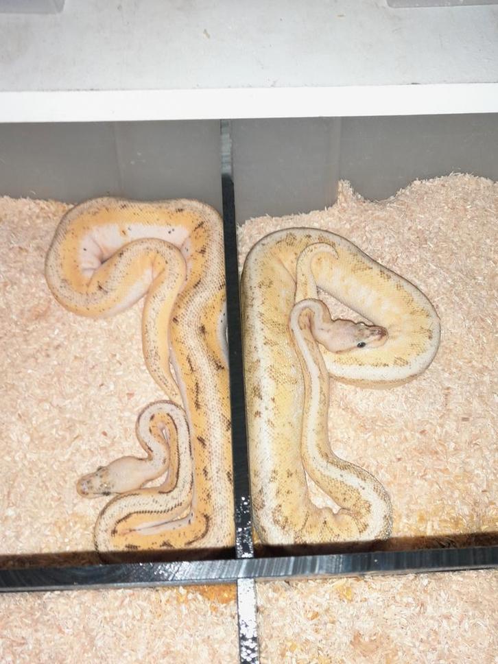 Mooi koppel koningspythons nk eind 23