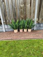 Stekjes van yucca, Ophalen