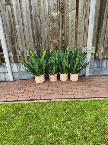 Stekjes van yucca  beschikbaar voor biedingen