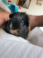 Gratis oppas voor cavias in Ijsselstein, Cavia, Juni, Meerdere dieren, Tam