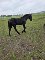 Friesen Paarden, Dieren en Toebehoren, Paarden, Gechipt, Minder dan 160 cm, Niet van toepassing, 0 tot 2 jaar