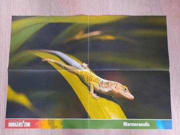 Burger's Zoo Poster Marmeranolis Kids & Zoo beschikbaar voor biedingen