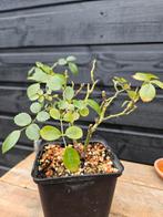 Witte Dwerg Roos, Tuin en Terras, Planten | Tuinplanten, Overige soorten, Volle zon, Vaste plant, Ophalen of Verzenden