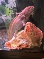 Axolotl, Dieren en Toebehoren