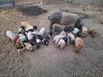 Biggen te koop, Dieren en Toebehoren, Schapen, Geiten en Varkens, Meerdere dieren, Varken, 0 tot 2 jaar