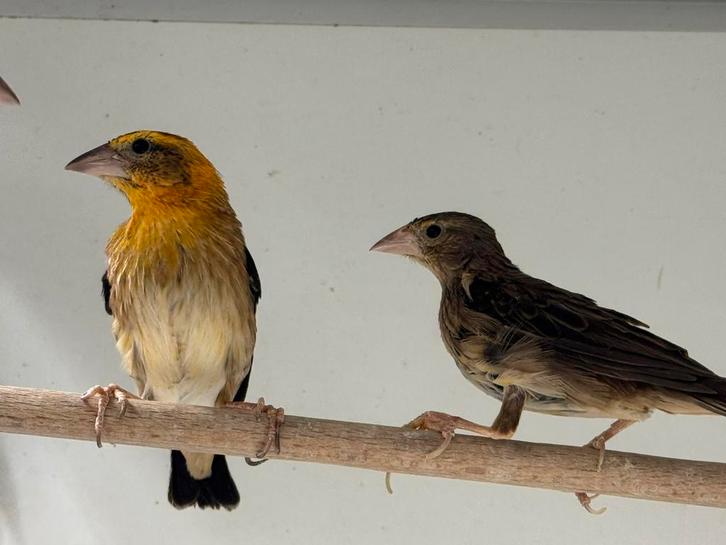 Vlammenwever - Euplectes hordeaceus, Dieren en Toebehoren, Vogels | Overige Vogels, Tropenvogel, Meerdere dieren