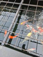 Koi karpers japans te koop 25 tot 55 cm, Karper of Koi