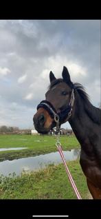 Verzorger gezocht!, Dieren en Toebehoren, Stalling en Weidegang