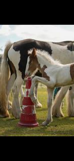 Tinker veulen hengst, Hengst, Recreatiepony, 0 tot 2 jaar