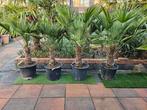 Palmboom Trachycarpus Wagnerianus winterhard., Tuin en Terras, Planten | Bomen, Minder dan 100 cm, Volle zon, Ophalen of Verzenden