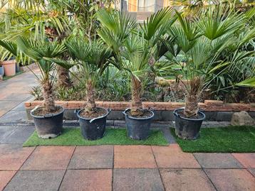 Palmboom Trachycarpus Wagnerianus winterhard. 