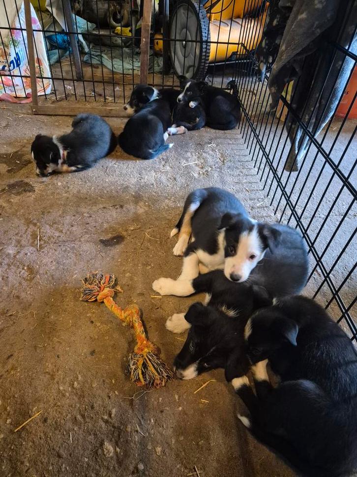 Bordercollie pups
Met stamboom, Dieren en Toebehoren, Dierenvoeding, Ophalen