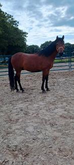 D  pony ruin 1.45 (nieuwe advertentie), Dieren en Toebehoren, Paarden, Gechipt, Minder dan 160 cm, Ruin, Niet van toepassing
