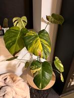 MONSTERA MARMORATA, Huis en Inrichting, Kamerplanten, Ophalen, Halfschaduw, Minder dan 100 cm