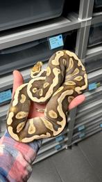 Mojave pastel ghi 100% het desert ghost ball python, Slang