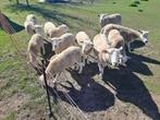Easy care lammeren, Dieren en Toebehoren, Schapen, Geiten en Varkens, Meerdere dieren, Schaap, 0 tot 2 jaar