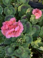 Geranium zalmkleurige bloem kuipplant, Tuin en Terras, Ophalen, Overige soorten, Volle zon