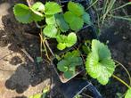 Aardbeien stekjes, Ophalen, Volle zon, Vaste plant, Zomer