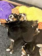 Knappe Berner Sennen pup (reu) met stamboom, Reu, Meerdere, Nederland, Particulier