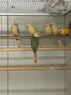 Gevraagd pyrrhura molinea mooncheek , suncheek en meer, Dieren en Toebehoren, Vogels | Parkieten en Papegaaien, Meerdere dieren
