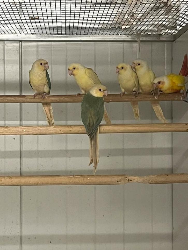 Gevraagd pyrrhura molinea mooncheek , suncheek en meer, Dieren en Toebehoren, Vogels | Parkieten en Papegaaien, Parkiet, Meerdere dieren