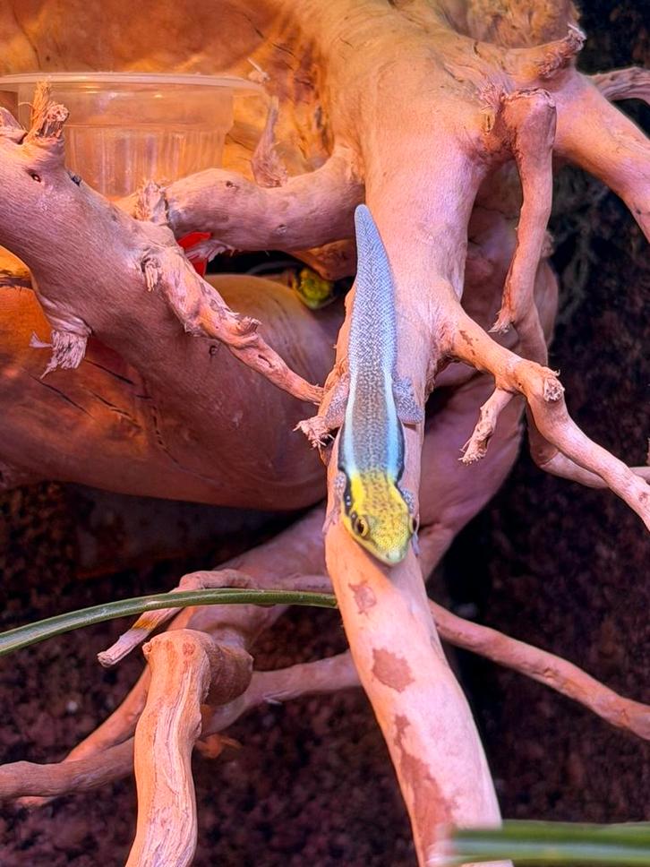 Phelsuma Klemmeri 0.0.2, Dieren en Toebehoren, Reptielen en Amfibieën, Hagedis, 0 tot 2 jaar