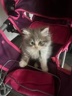 Siberische kittens, Dieren en Toebehoren, Katten en Kittens | Raskatten | Langhaar, Meerdere dieren, Gechipt, 0 tot 2 jaar